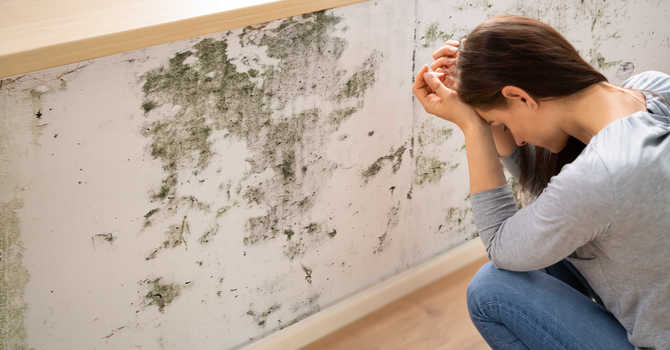 Tips to Reduce Mold Exposure image